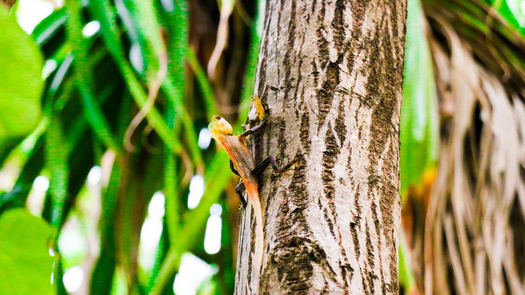 ホテル バカラフォールヒ アイランド リゾート&スパ 南アリ環礁 エクステリア 写真