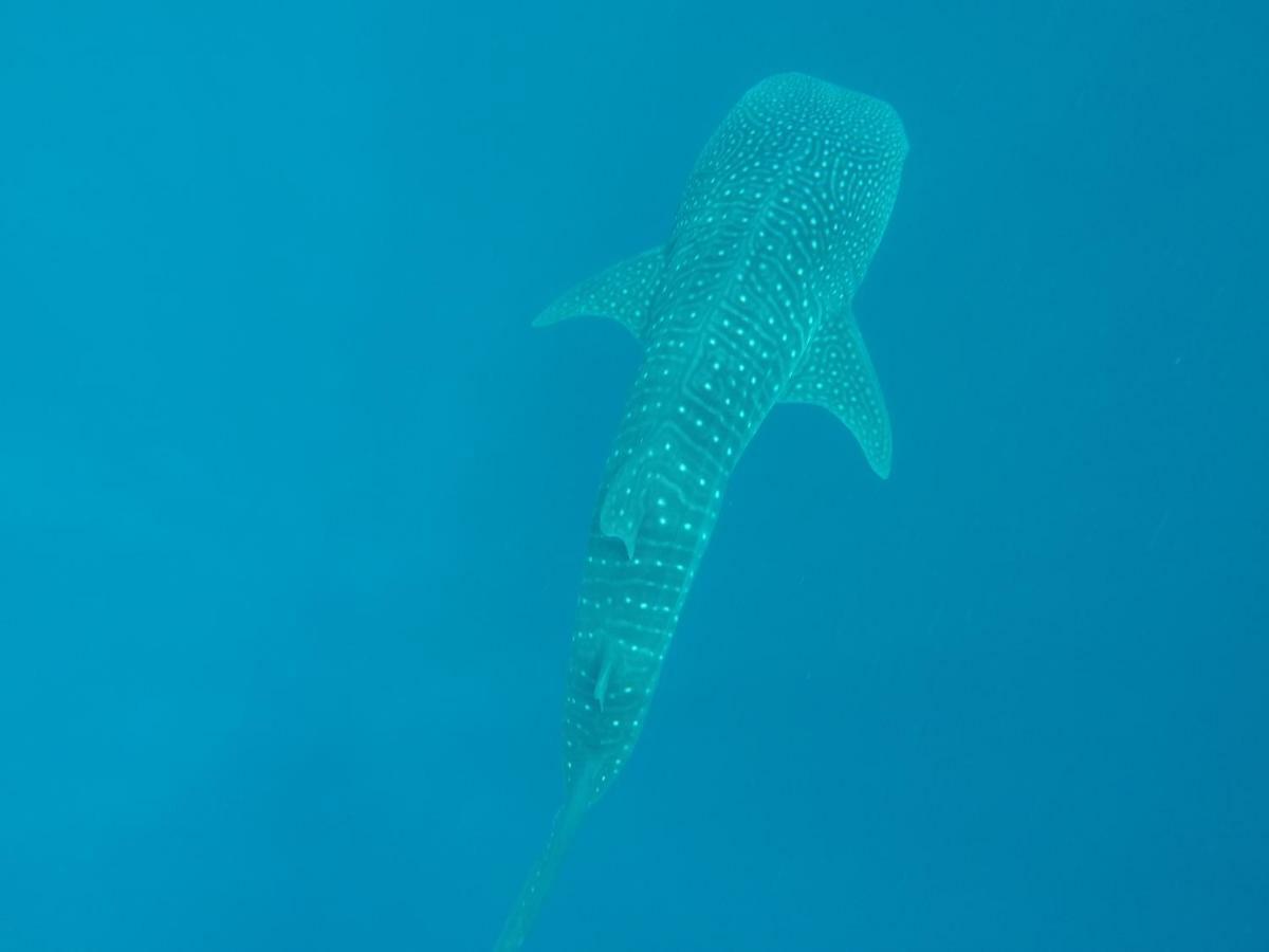 ホテル バカラフォールヒ アイランド リゾート&スパ 南アリ環礁 エクステリア 写真