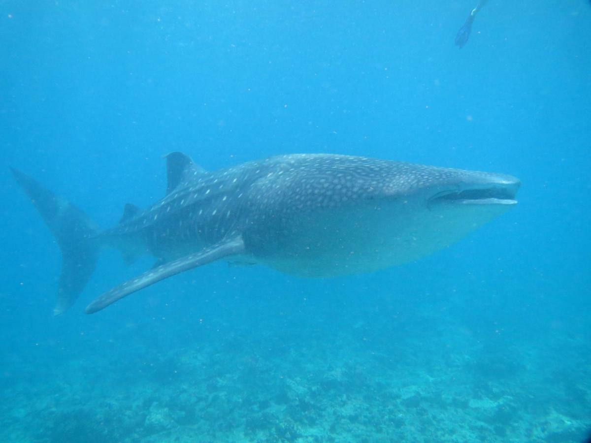 ホテル バカラフォールヒ アイランド リゾート&スパ 南アリ環礁 エクステリア 写真